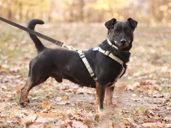 Pies do adopcji, Milanówek, 17 kwietnia 2025 (4/5)