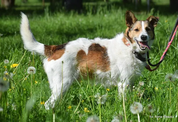 Znaleziono psa, Toruń, 31 grudnia 2024