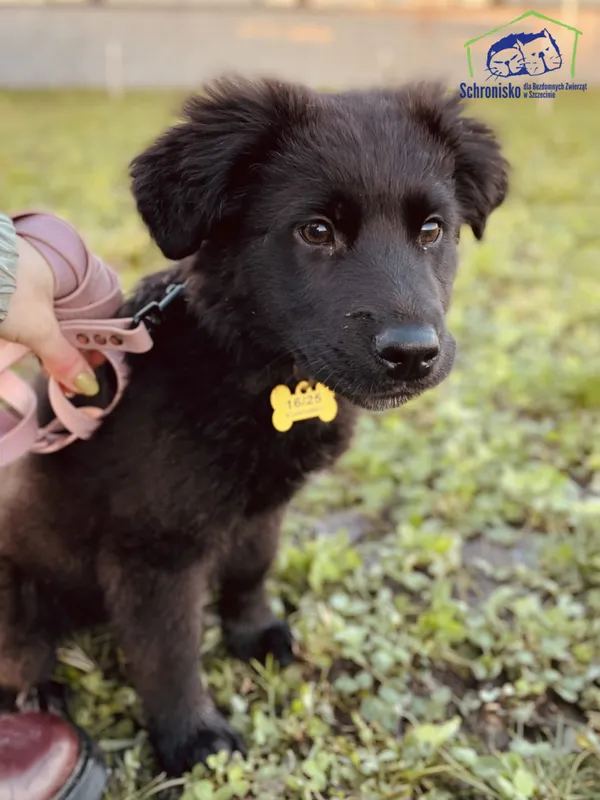 Pies do adopcji, Szczecin, 15 stycznia 2025 (1/3)