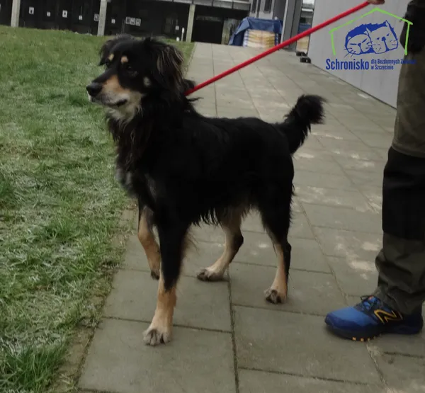 Znaleziono psa, Szczecin, 21 stycznia 2025