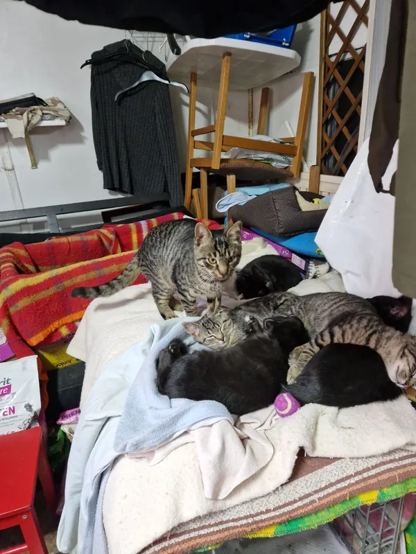 Kot do adopcji, Milanówek, 10 sierpnia 2025 (1/5)