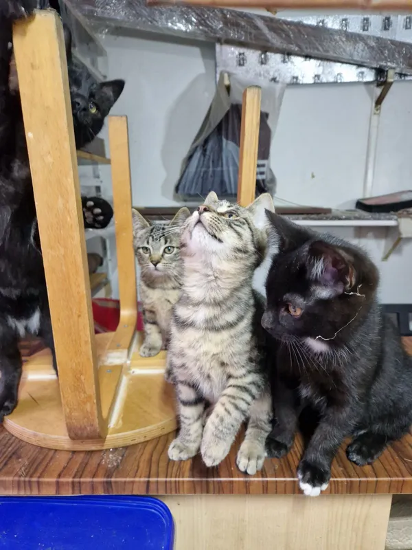 Kot do adopcji, Milanówek, 10 sierpnia 2025 (2/5)