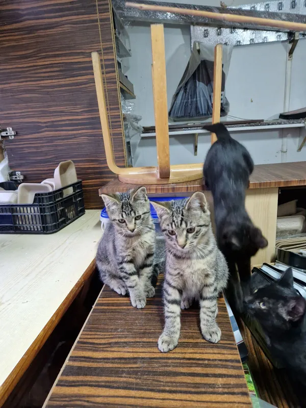 Kot do adopcji, Milanówek, 10 sierpnia 2025 (3/5)