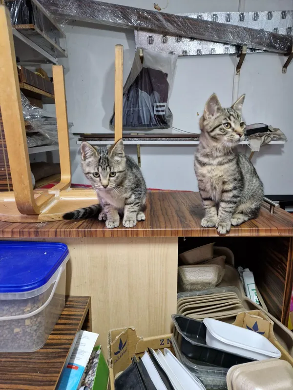 Kot do adopcji, Milanówek, 10 sierpnia 2025 (4/5)