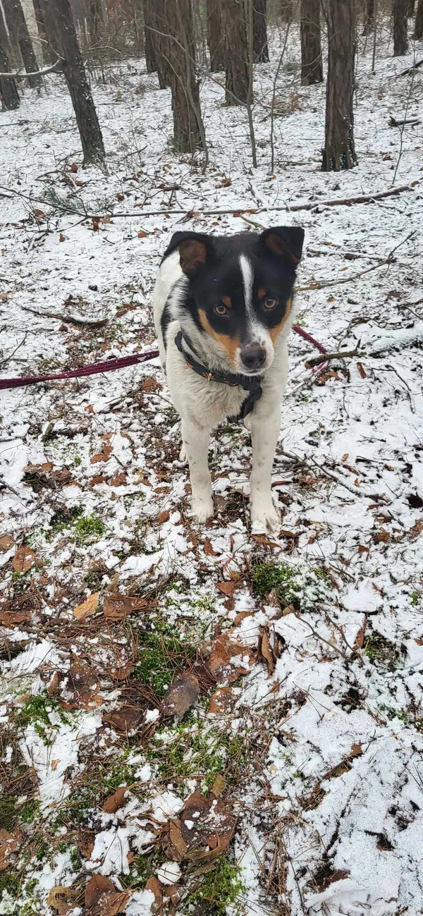 Pies do adopcji, Milanówek, 26 stycznia 2025 (1/2)