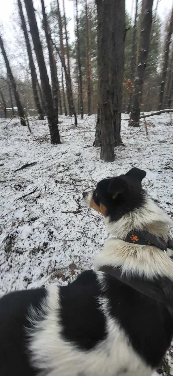 Pies do adopcji, Milanówek, 26 stycznia 2025 (2/2)