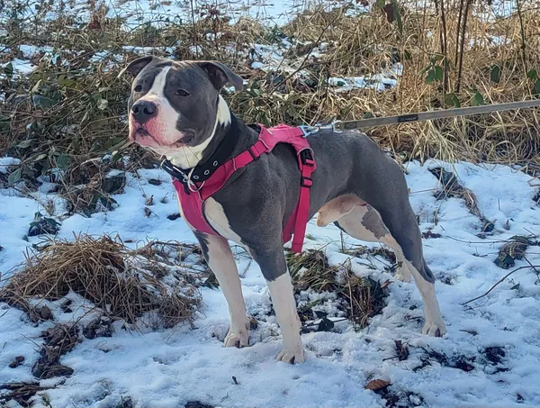 Pies do adopcji, Sosnowice, 22 stycznia 2025 (1/3)