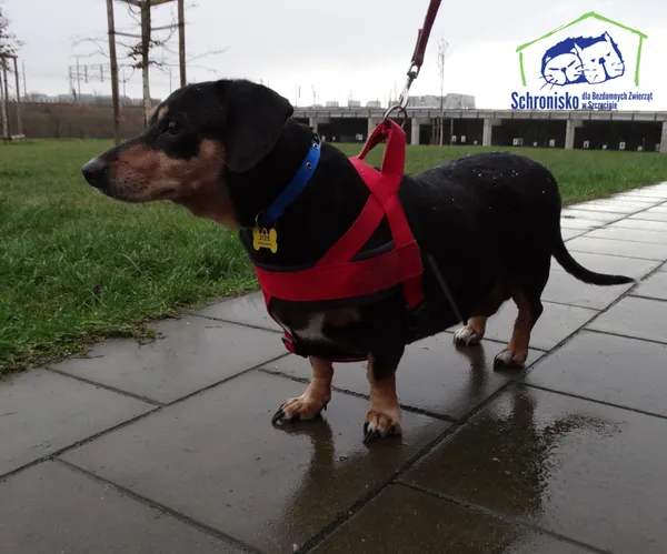Pies do adopcji, Szczecin, 2 stycznia 2025 (1/2)
