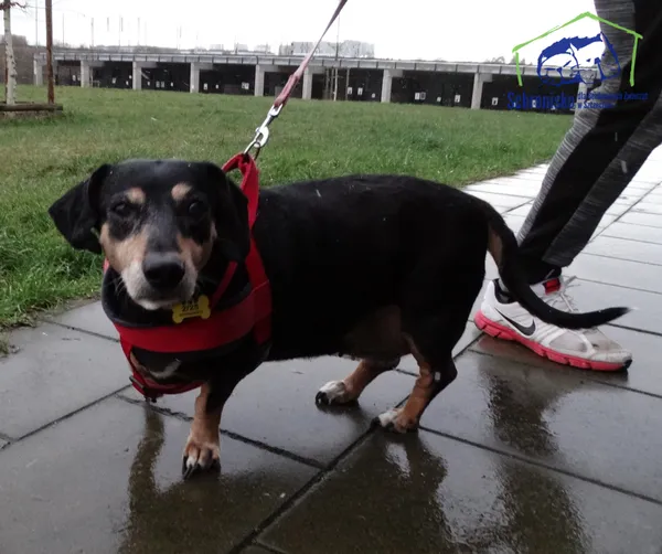 Pies do adopcji, Szczecin, 2 stycznia 2025 (2/2)