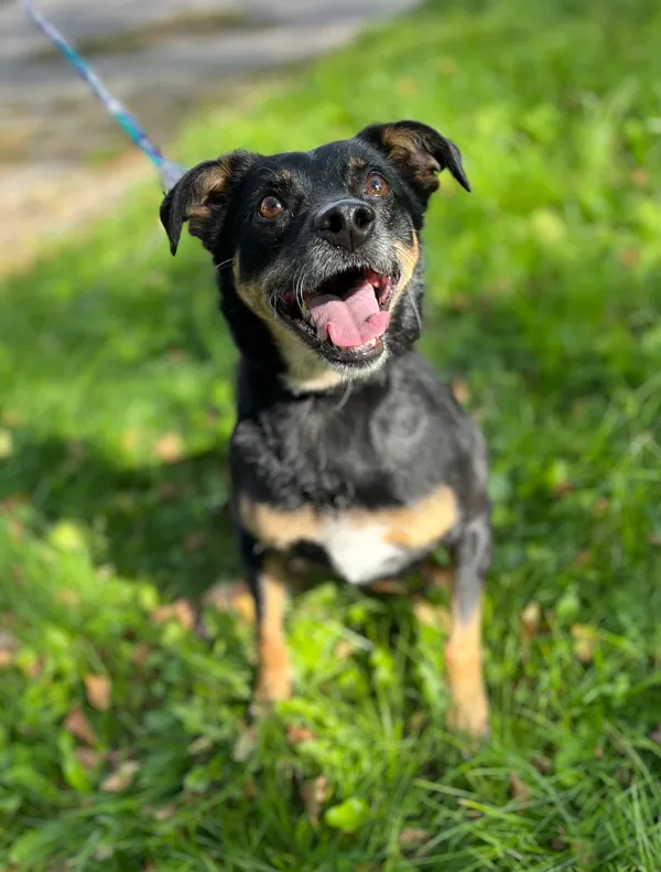 Pies do adopcji, Olsztyn, 30 września 2025 (1/4)