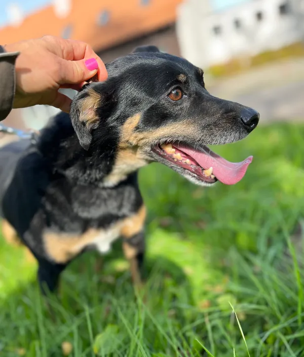 Pies do adopcji, Olsztyn, 30 września 2025 (2/4)