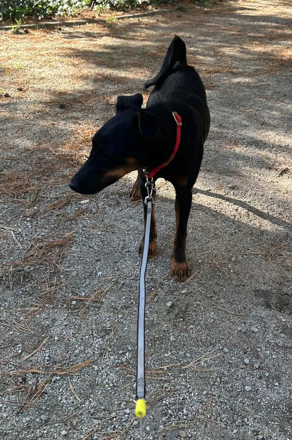 Znaleziono psa, Gdańsk, Piecki, 3 października 2025