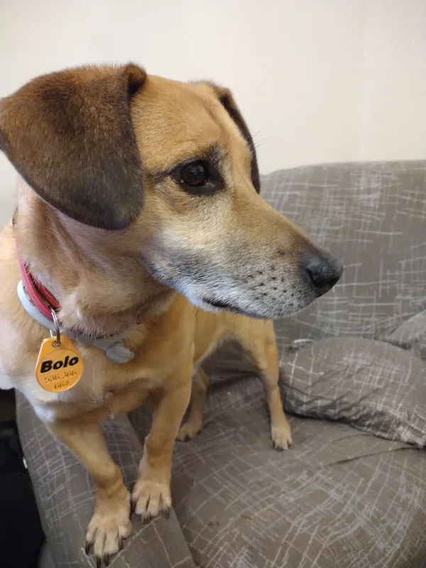 Zaginął pies, Małdyty, 3 października 2025 (3/4)