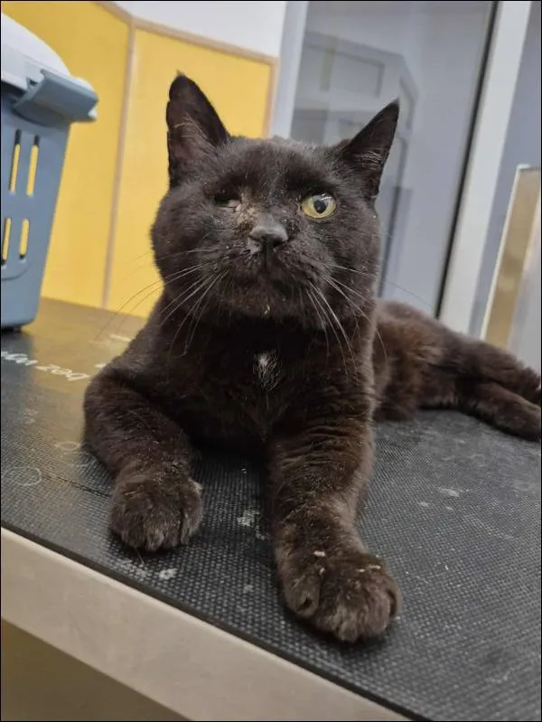 Znaleziono kota, Grudziądz, 3 października 2025