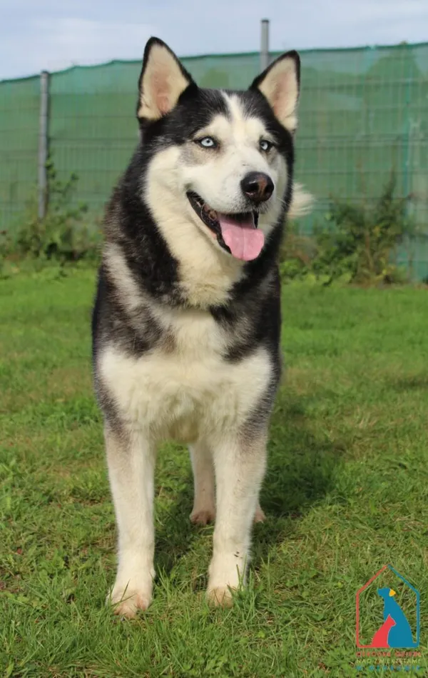 Pies do adopcji, Grudziądz, 10 lipca 2025 (1/2)