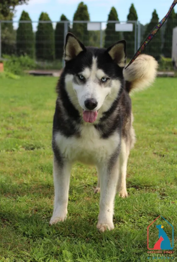 Pies do adopcji, Grudziądz, 10 lipca 2025 (2/2)