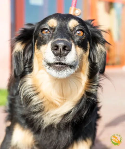 Znaleziono psa, Skałowo, 3 października 2025 (1/2)