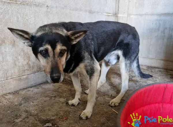 Znaleziono psa, Racławice, 2 października 2025 (1/5)