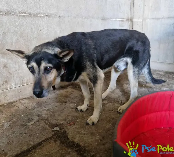 Znaleziono psa, Racławice, 2 października 2025 (2/5)