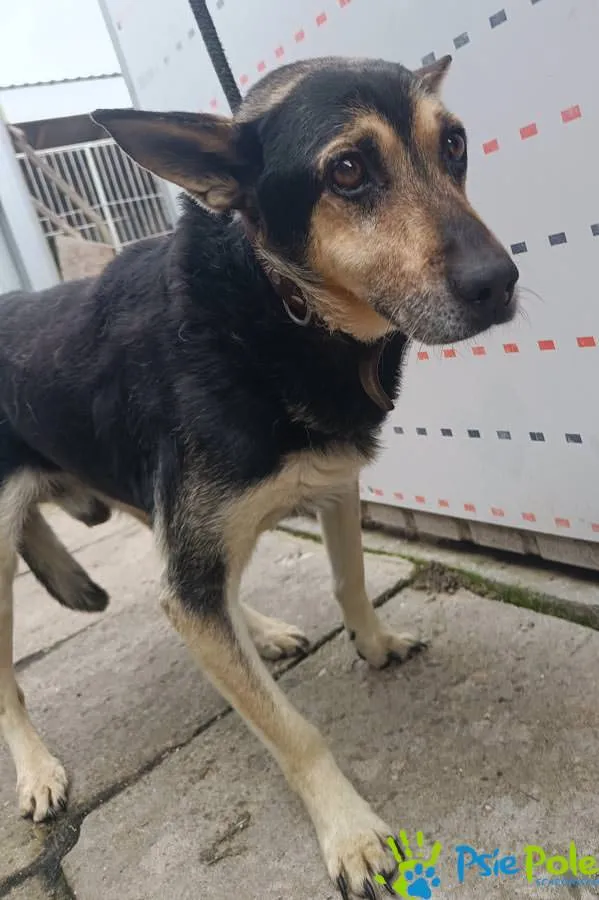 Znaleziono psa, Racławice, 2 października 2025 (3/5)