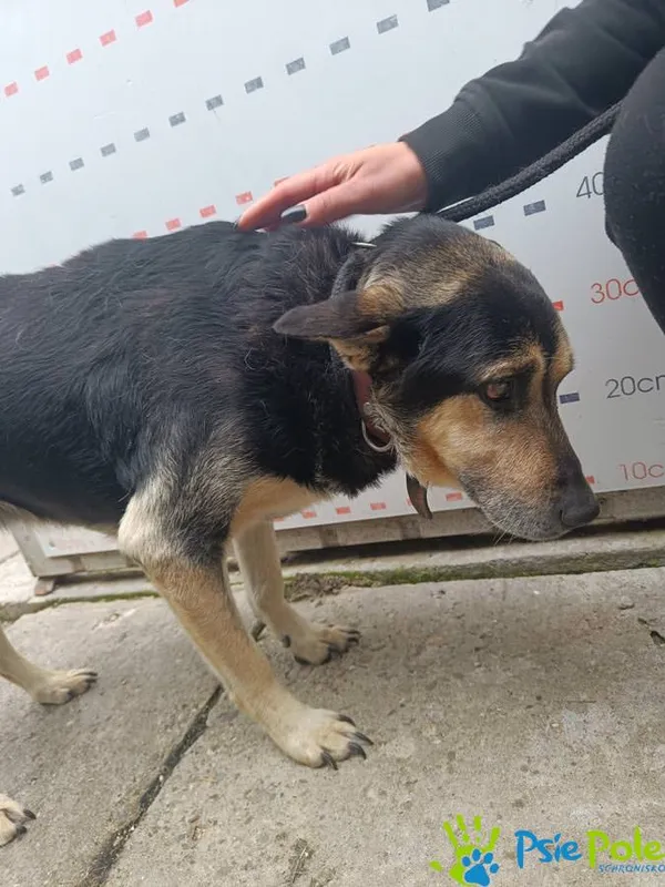 Znaleziono psa, Racławice, 2 października 2025 (5/5)