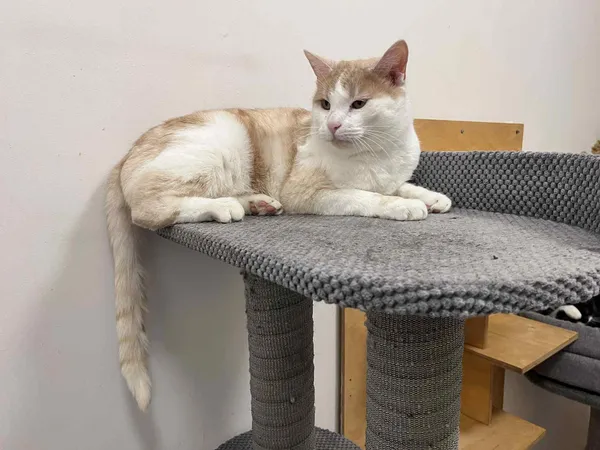 Kot do adopcji, Włocławek, 3 października 2025 (1/5)