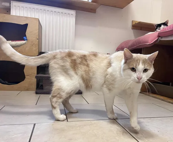 Kot do adopcji, Włocławek, 3 października 2025 (2/5)