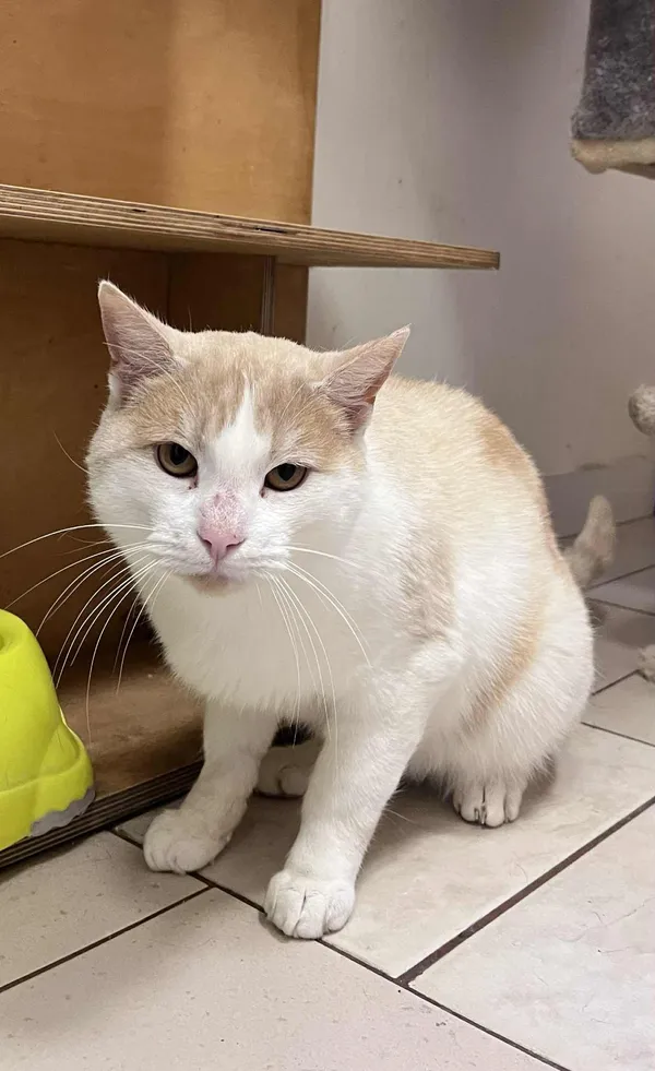 Kot do adopcji, Włocławek, 3 października 2025 (5/5)