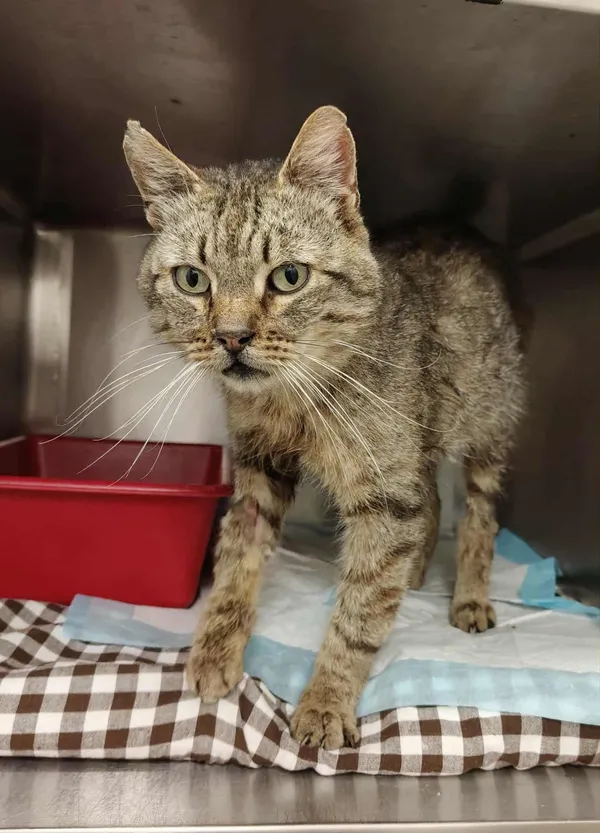 Kot do adopcji, Włocławek, 2 października 2025 (1/2)