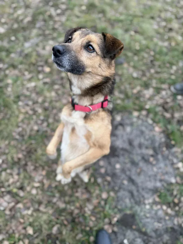 Pies do adopcji, Włocławek, 3 października 2025 (2/5)