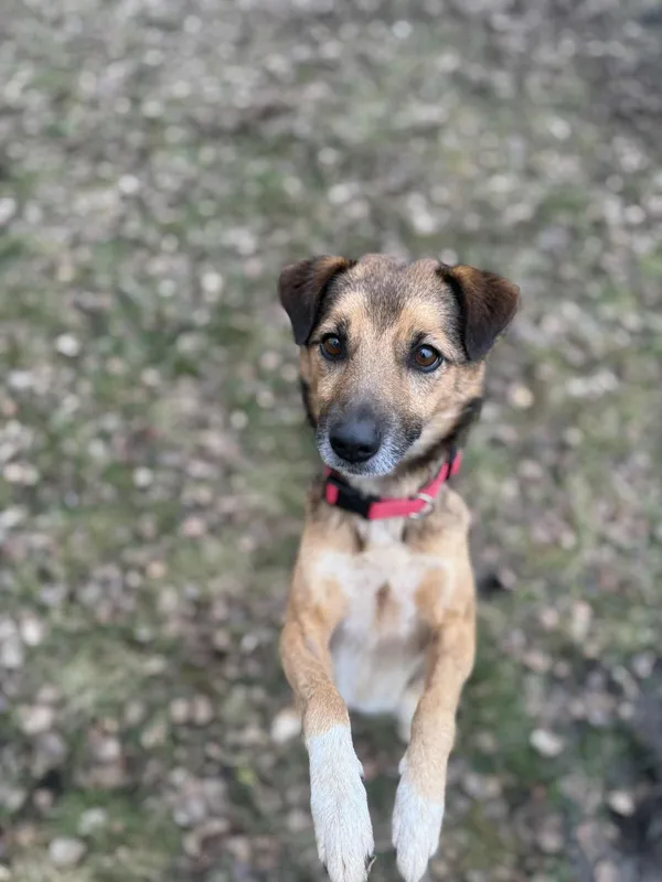 Pies do adopcji, Włocławek, 3 października 2025 (3/5)