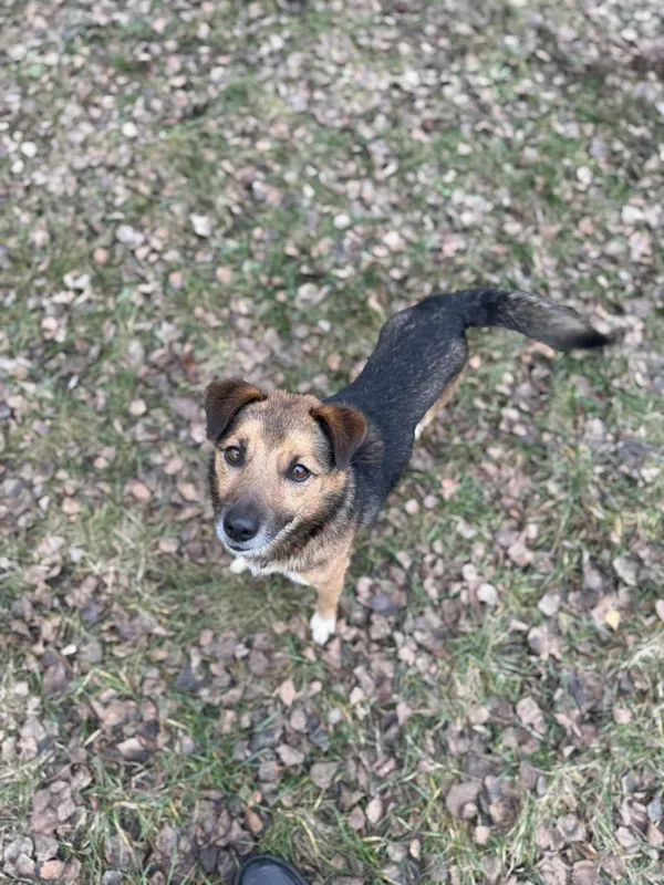 Pies do adopcji, Włocławek, 3 października 2025 (4/5)