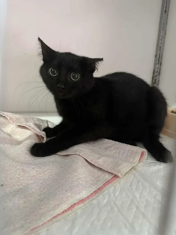 Znaleziono kota, Czartki, 3 października 2025