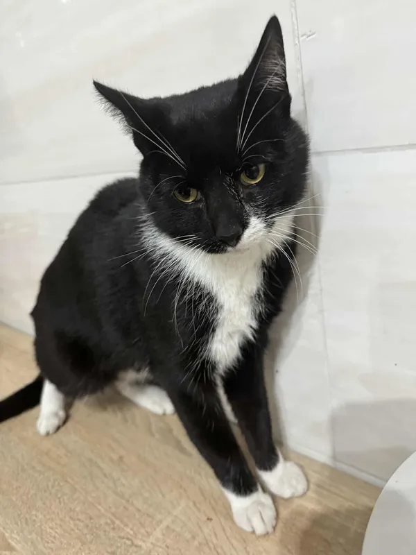 Znaleziono kota, Czartki, 3 października 2025