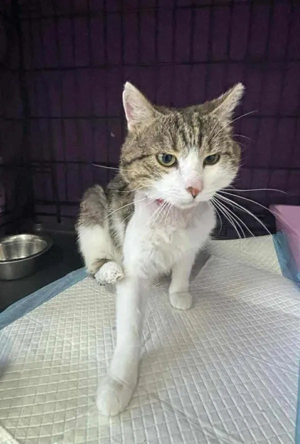 Znaleziono kota, Czartki, 3 października 2025