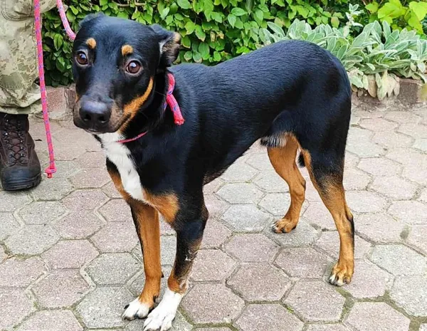 Znaleziono psa, Toruń, 1 października 2025