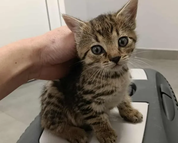 Znaleziono kota, Toruń, 1 października 2025