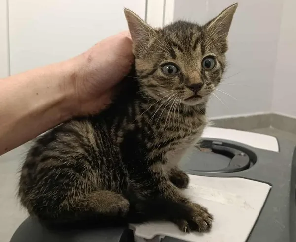 Znaleziono kota, Toruń, 1 października 2025