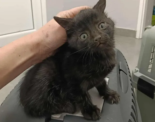 Znaleziono kota, Toruń, 1 października 2025