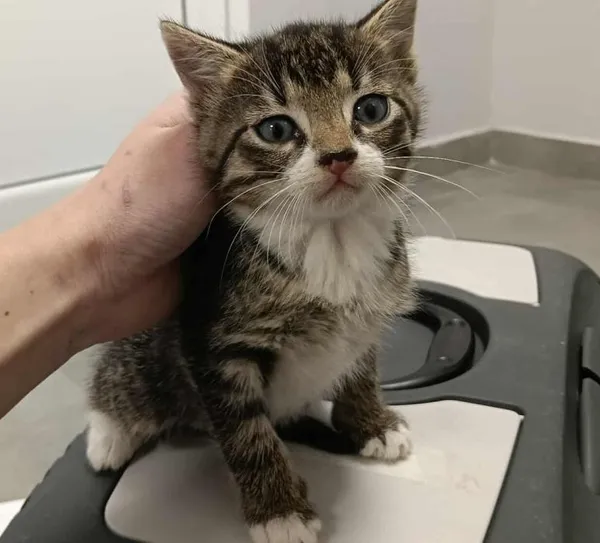 Znaleziono kota, Toruń, 1 października 2025