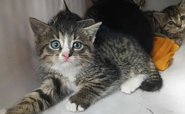 Znaleziono kota, Toruń, 1 października 2025