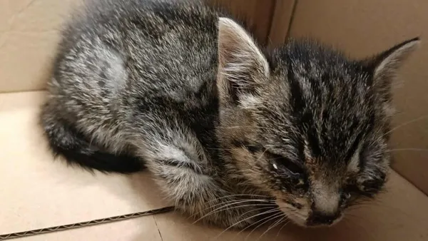 Znaleziono kota, Toruń, 1 października 2025