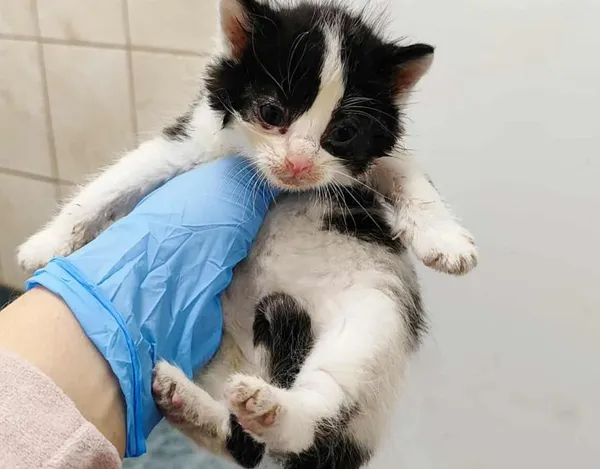 Znaleziono kota, Toruń, 1 października 2025