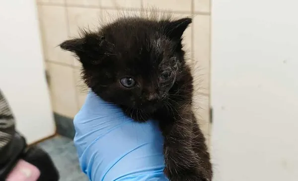 Znaleziono kota, Toruń, 1 października 2025