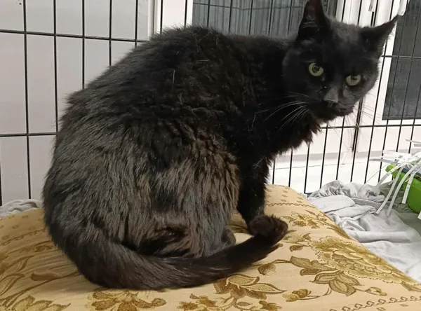 Znaleziono kota, Toruń, 30 września 2025