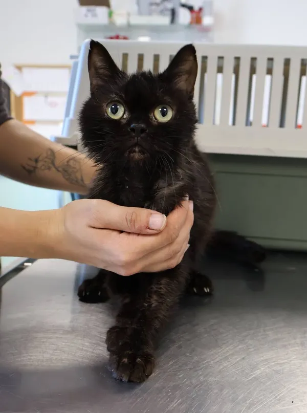 Znaleziono kota, Łódź, 2 października 2025 (2/3)