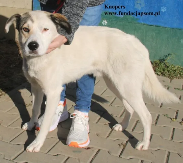 Pies do adopcji, Nowy Dwór Mazowiecki, 3 października 2025 (1/5)