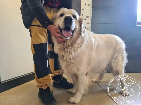 Znaleziono psa, Chełmek, 3 października 2025