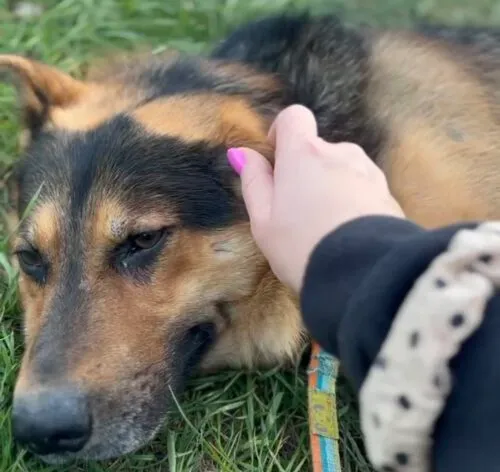 Pies do adopcji, Głowno, 4 października 2025 (2/2)