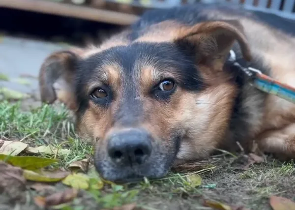 Pies do adopcji, Głowno, 4 października 2025 (1/2)